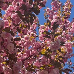 Meet your Posher, Priscilla